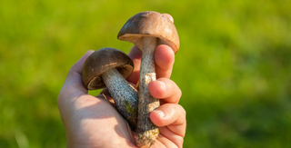 Hongos Medicinales: ¿Por Qué Todos Hablan de Ellos?