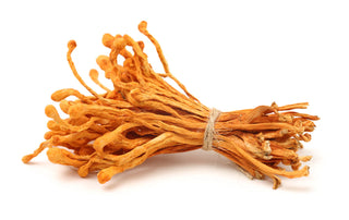 Cordyceps: El Hongo que Combate la Fatiga y el Estrés